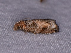 Epinotia