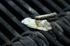 Ponometia candefacta