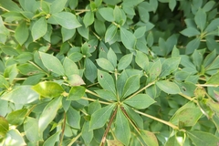 Enkianthus perulatus