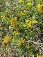 Euthamia occidentalis