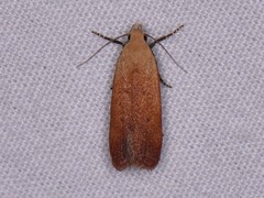 Anacampsis fullonella
