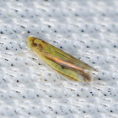 Eupteryx flavoscuta