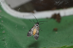Eucereon myrina