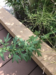 Artemisia princeps