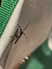 Eucereon myrina