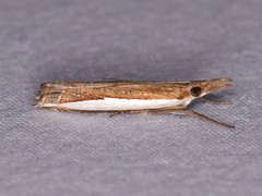 Crambus quinquareatus