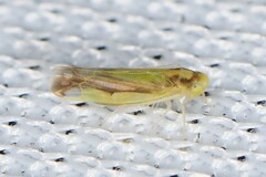 Eupteryx flavoscuta