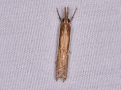 Crambus quinquareatus