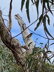 Phylidonyris novaehollandiae