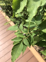 Fraxinus sieboldiana