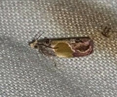 Eumarozia malachitana