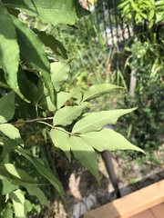 Fraxinus sieboldiana