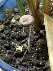 Pholiotina rugosa