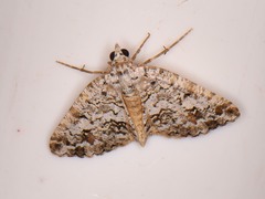 Macaria graphidaria