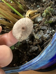 Pholiotina rugosa