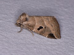 Plagiomimicus pityochromus