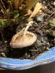 Pholiotina rugosa