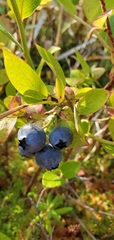 Vaccinium corymbosum