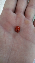 Leptinotarsa rubiginosa