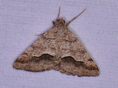 Frederickia s-signata