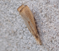 Agriphila