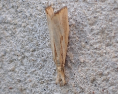 Agriphila