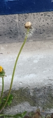 Taraxacum