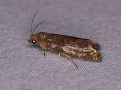 Epiblema strenuana