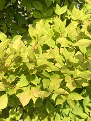 Enkianthus perulatus