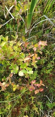 Vaccinium corymbosum
