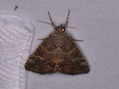 Eubolina impartialis