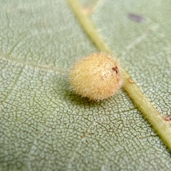 Philonix fulvicollis