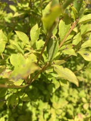 Enkianthus perulatus