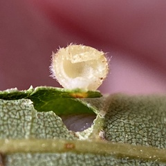Philonix fulvicollis
