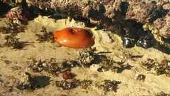 Cnemidocarpa finmarkiensis