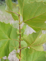 Platanus occidentalis
