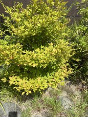 Enkianthus perulatus