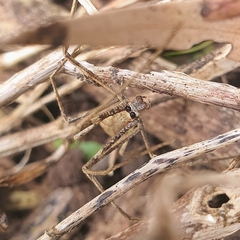 Deinopidae