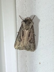 Agrotis venerabilis