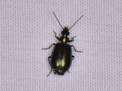 Lebia viridis