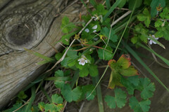 Geranium thunbergii