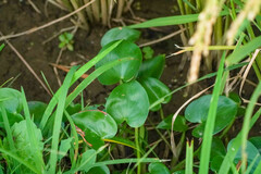 Pontederia vaginalis