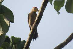 Melanerpes pygmaeus