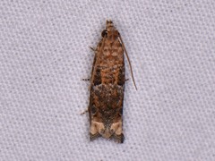 Epiblema abruptana