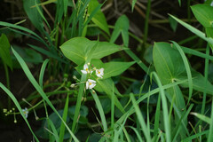 Sagittaria trifolia