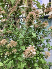 Hydrangea paniculata