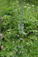 Delphinium speciosum