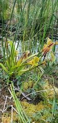 Sarracenia flava