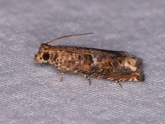 Epiblema abruptana