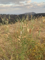 Asclepias fascicularis